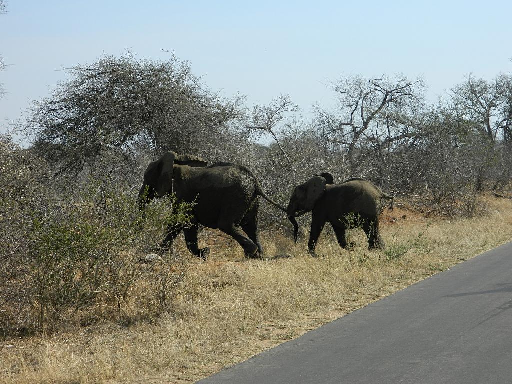 Suedafrika (223)